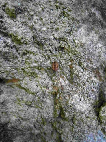 Leiobunum sp.